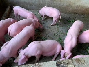 Giá heo hơi ngày 27/6/2022: Miền Bắc có giá cao nhất cả nước